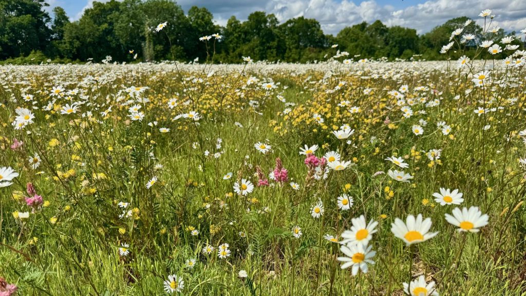 A habitat bank is an area of land that is used to create or restore habitats for wildlife and biodiversity.